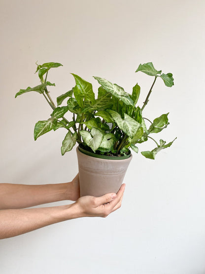 Bobby (Syngonium) - Alma Plantes