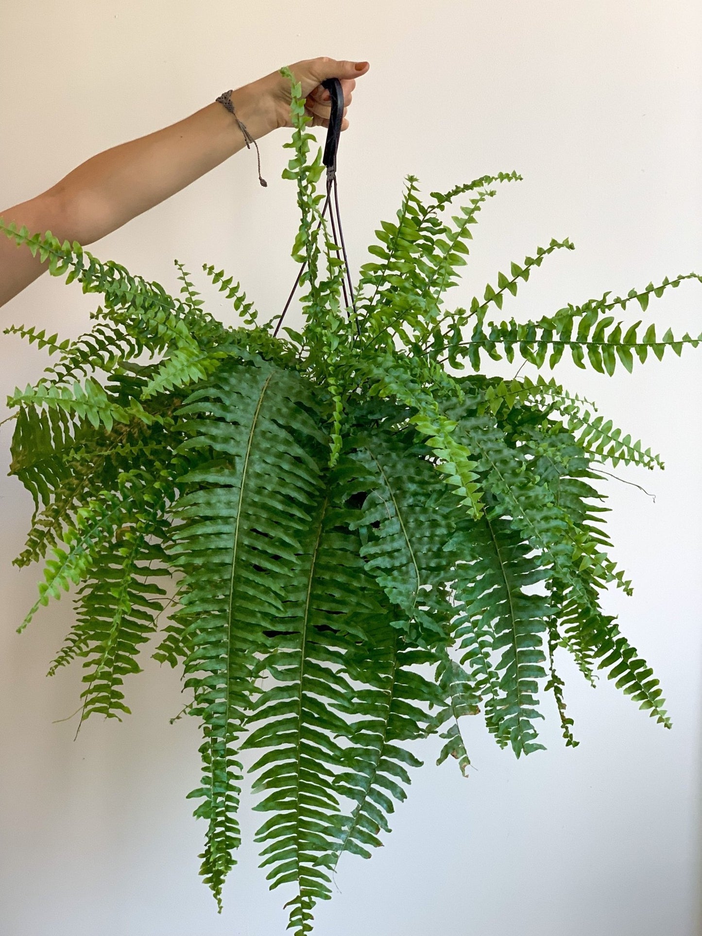 Boston (Fougère) - Alma Plantes