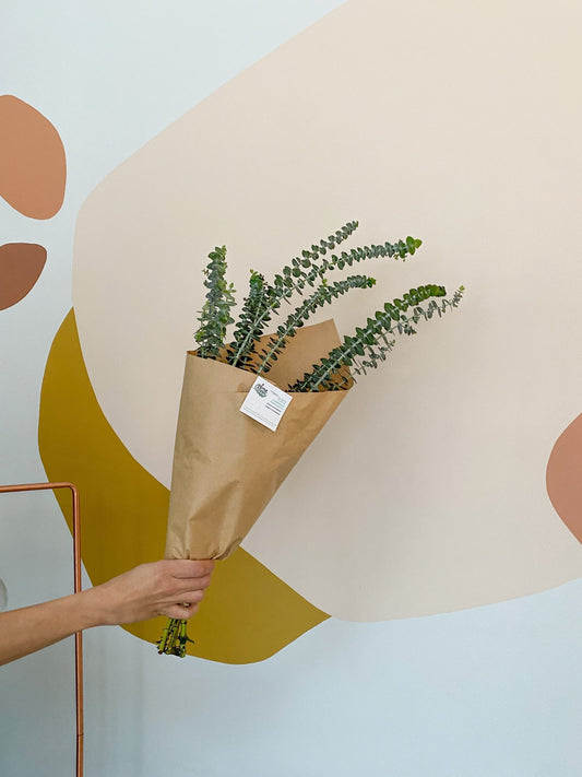 Bouquet d'eucalyptus babyblue - Alma Plantes