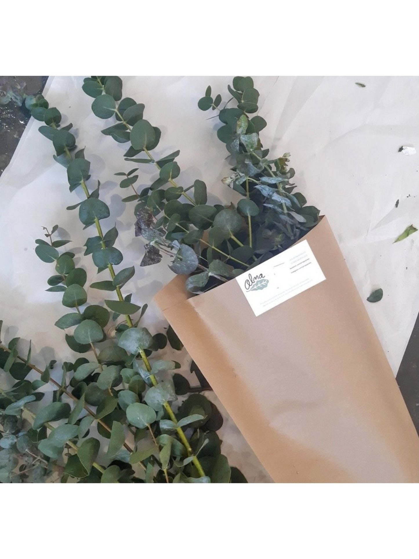 Bouquet d'eucalyptus séché - Alma Plantes