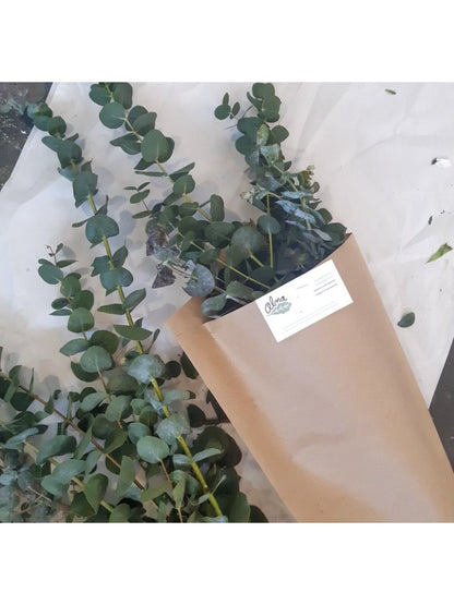Bouquet d'eucalyptus séché - Alma Plantes
