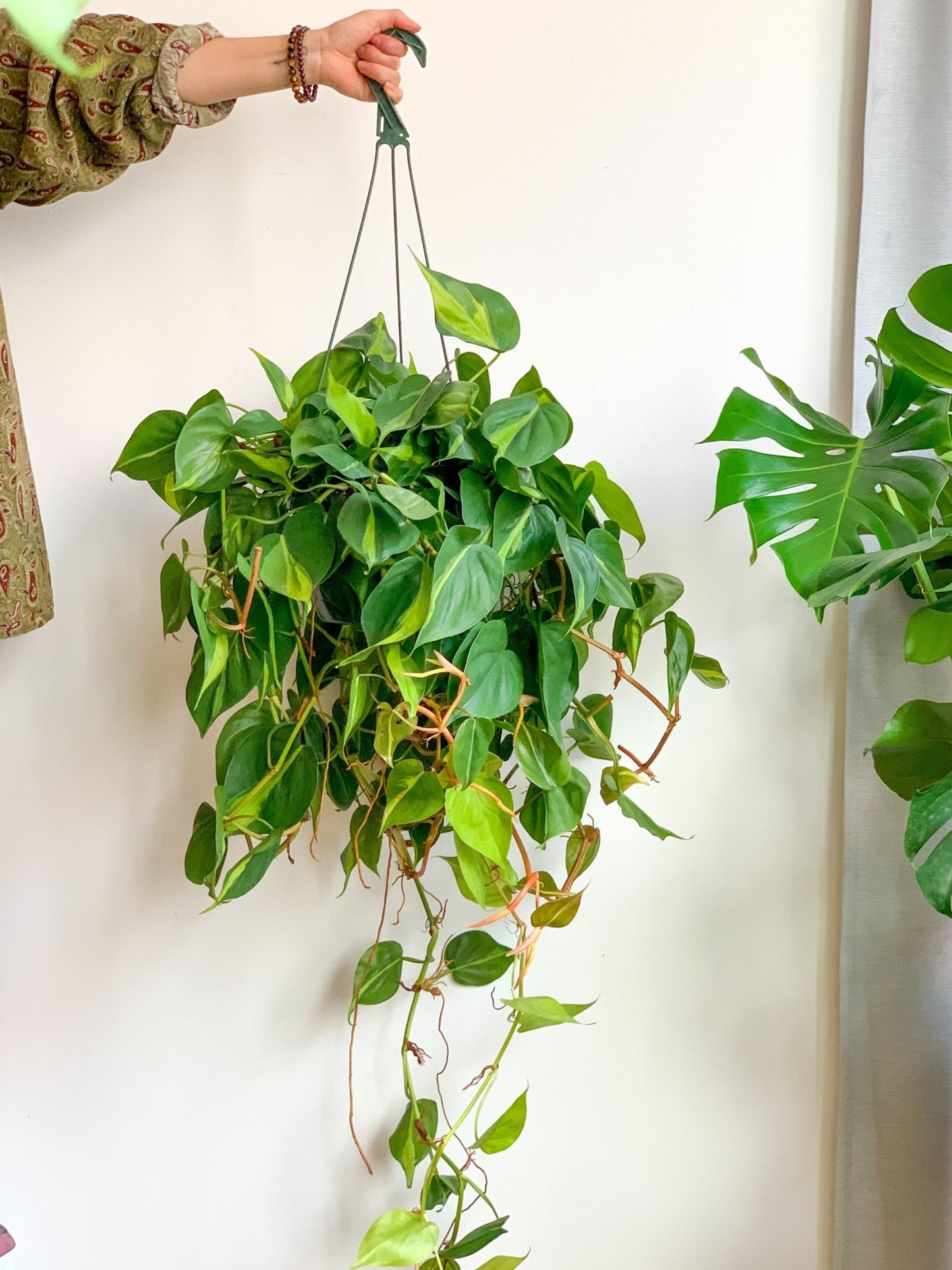 Bryan (Philodendron) - Alma Plantes