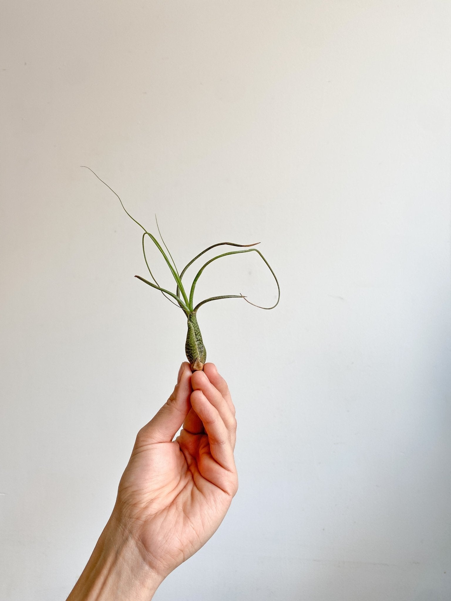 Butzii (Tillandsia) - Alma Plantes