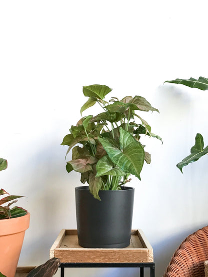 Cache pot anthracite - Alma Plantes