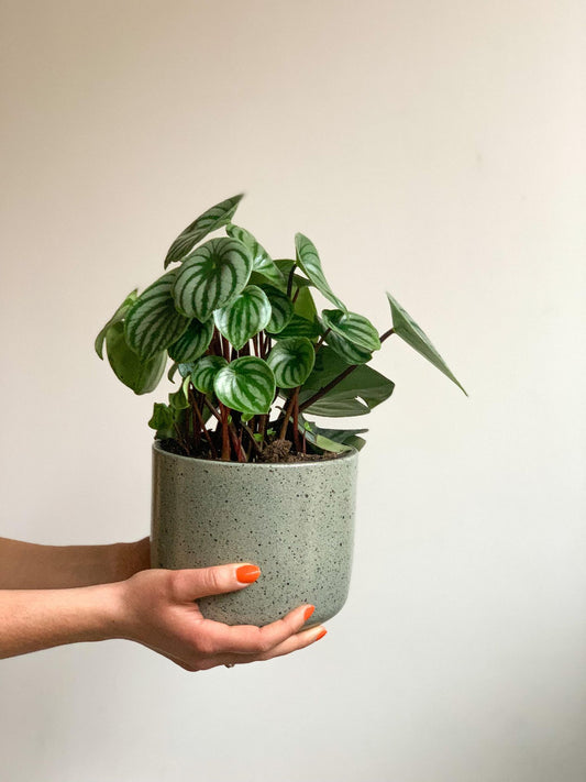 Cache - pot Bari - menthe - Alma Plantes