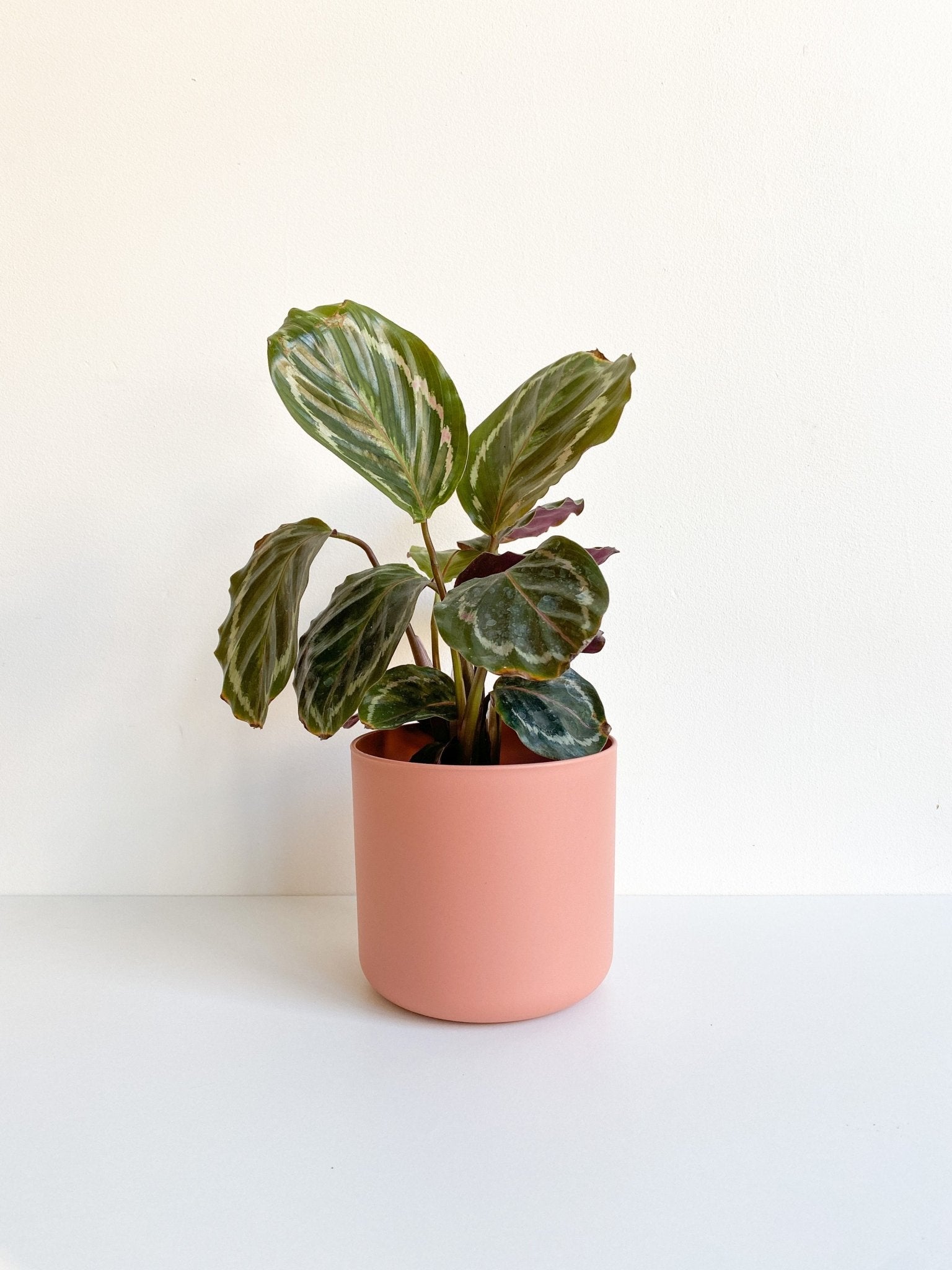 Cache pot Cylindre - Rose - Alma Plantes