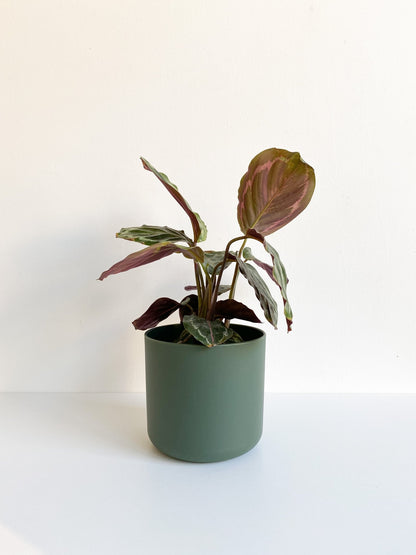 Cache pot cylindre - vert - Alma Plantes