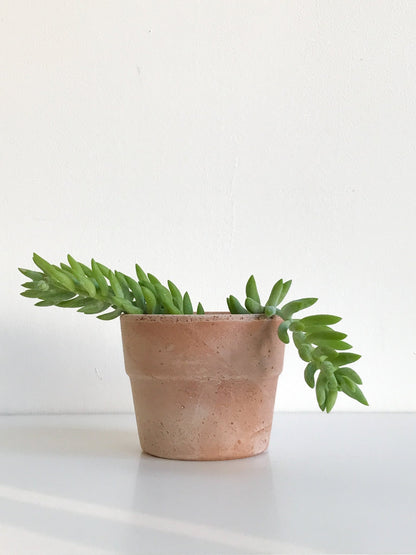 Cache - pot en terre cuite Sienna - fond plat (4 couleurs) - Alma Plantes