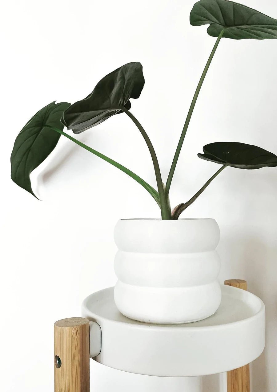 Cache pot 'Le Bubbly' - Alma Plantes