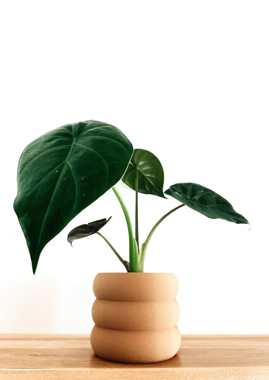 Cache pot 'Le Bubbly' - Alma Plantes