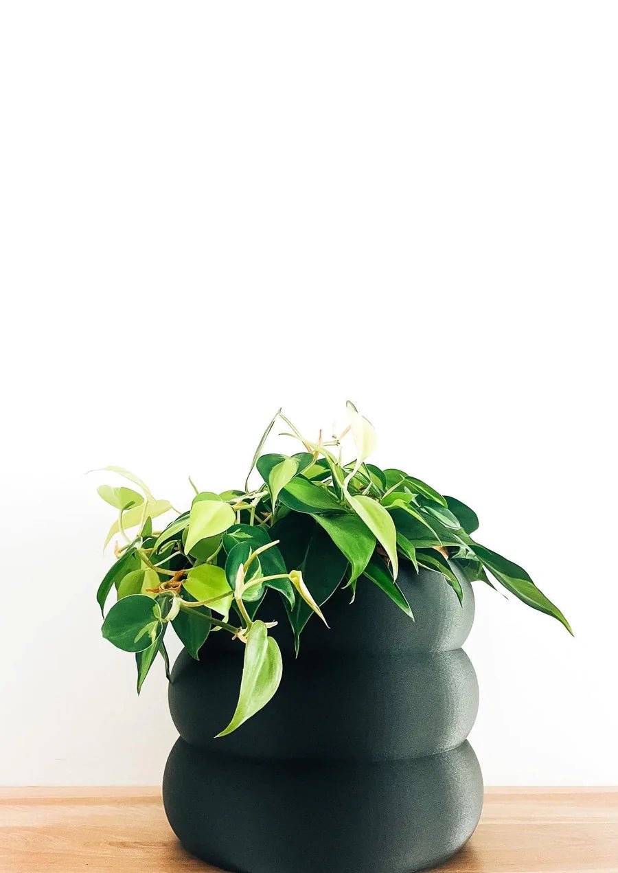 Cache pot 'Le Bubbly' - Alma Plantes