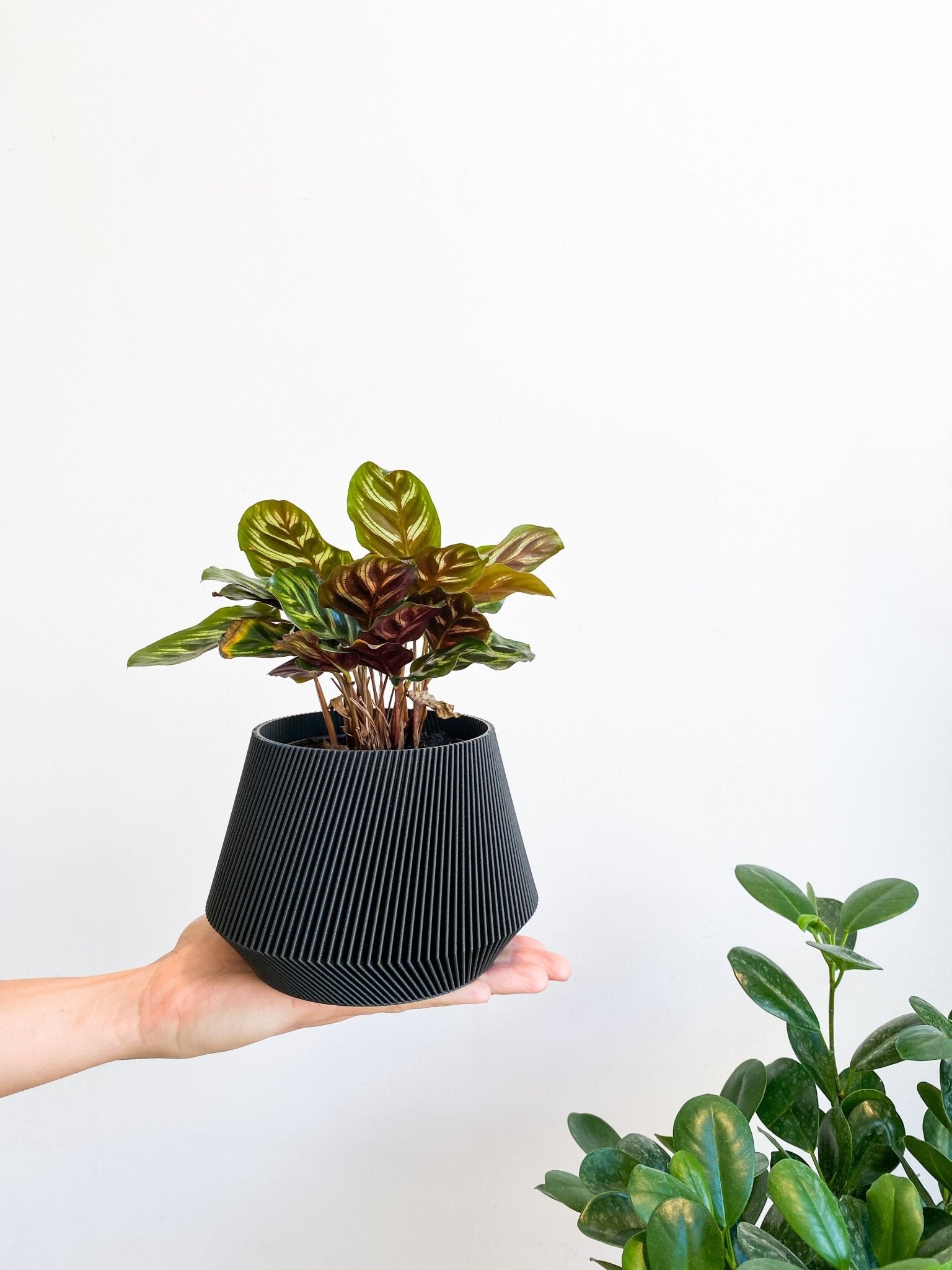 Cache pot 'Le Joli' - Alma Plantes