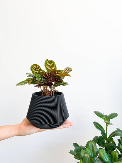 Cache pot 'Le Joli' - Alma Plantes