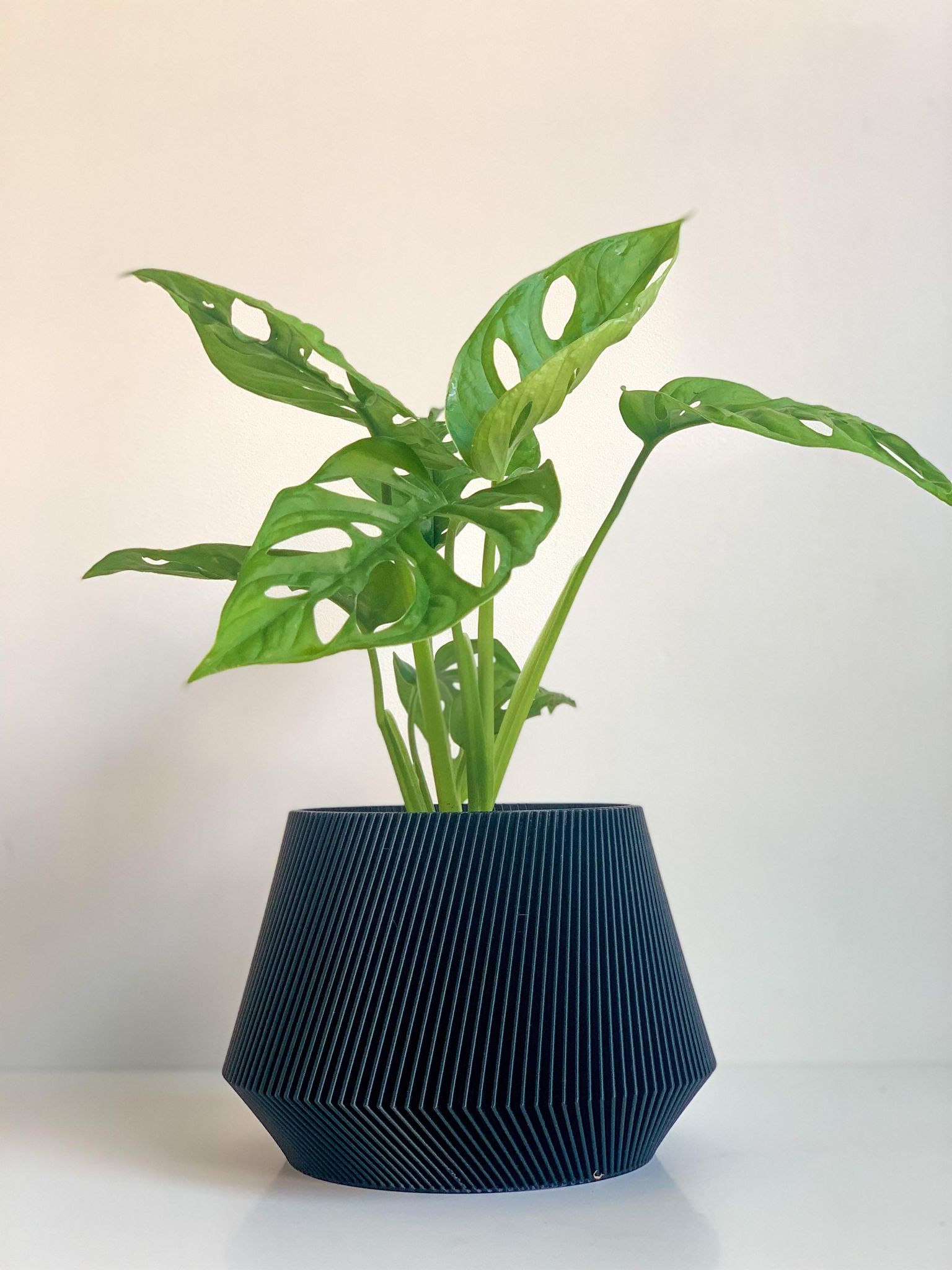 Cache pot 'Le Joli' - Alma Plantes