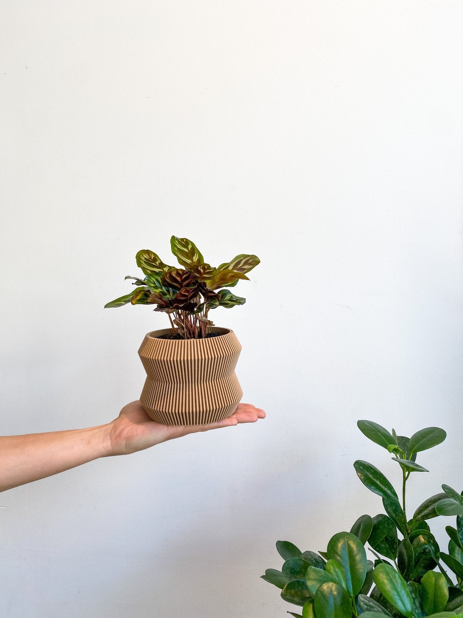 Cache pot 'Le Rayonnant' - Alma Plantes