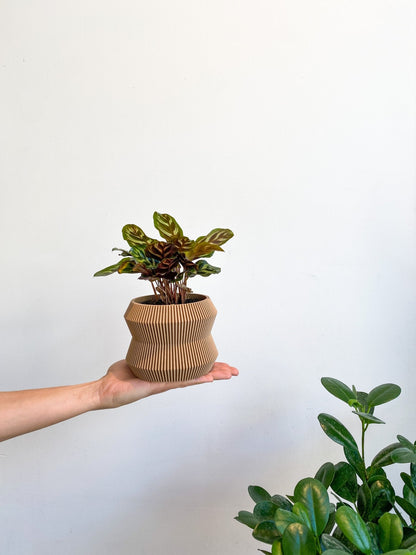 Cache pot 'Le Rayonnant' - Alma Plantes