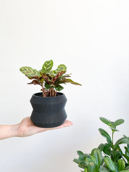 Cache pot 'Le Rayonnant' - Alma Plantes