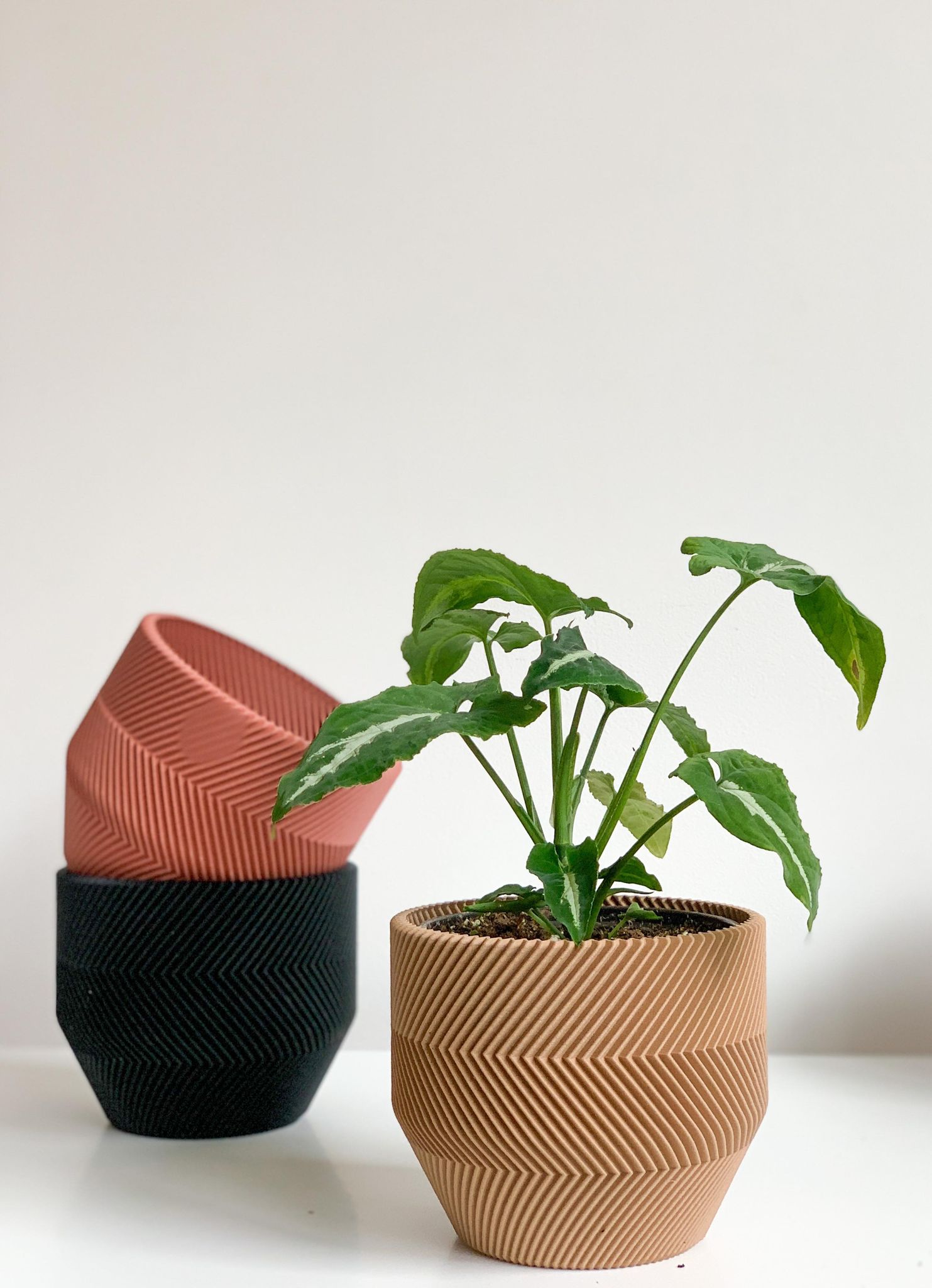 Cache pot 'Le Zébré' - Alma Plantes