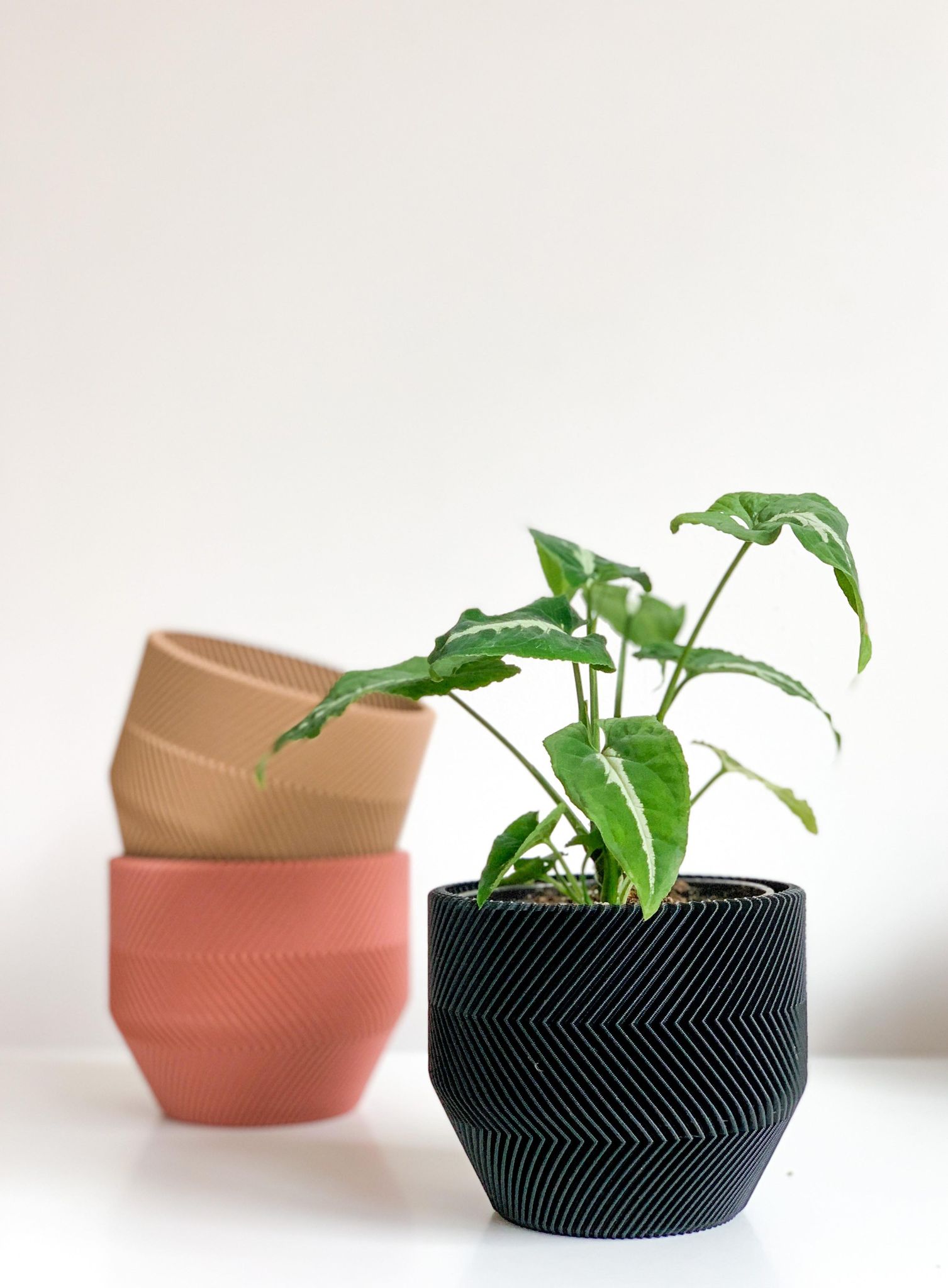 Cache pot 'Le Zébré' - Alma Plantes