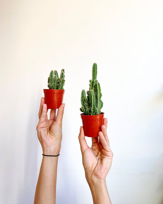 Cactus fairy castle - Alma Plantes