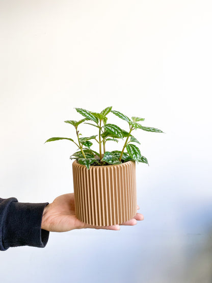 Cadieux (Pilea) - Alma Plantes