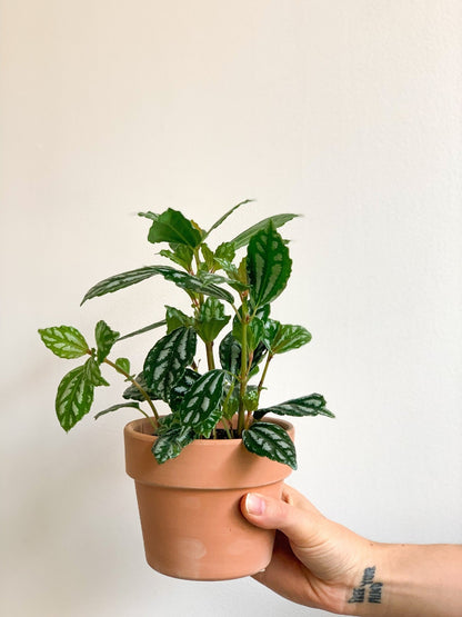 Cadieux (Pilea) - Alma Plantes