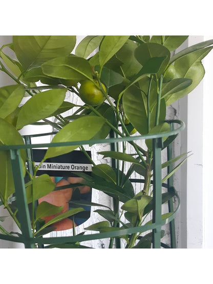 Calamondin - Alma Plantes