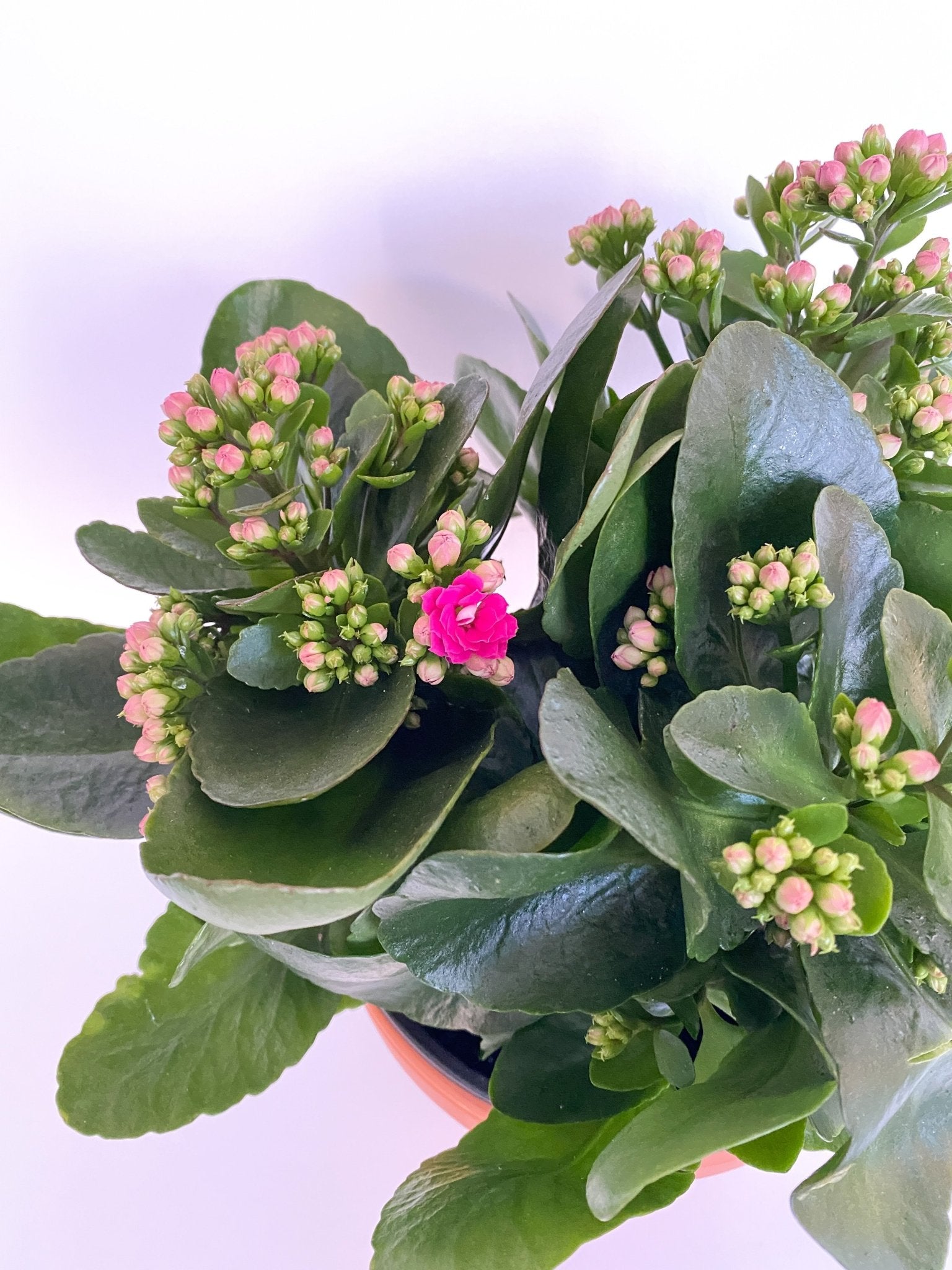 Camélia (Calandiva) - Alma Plantes