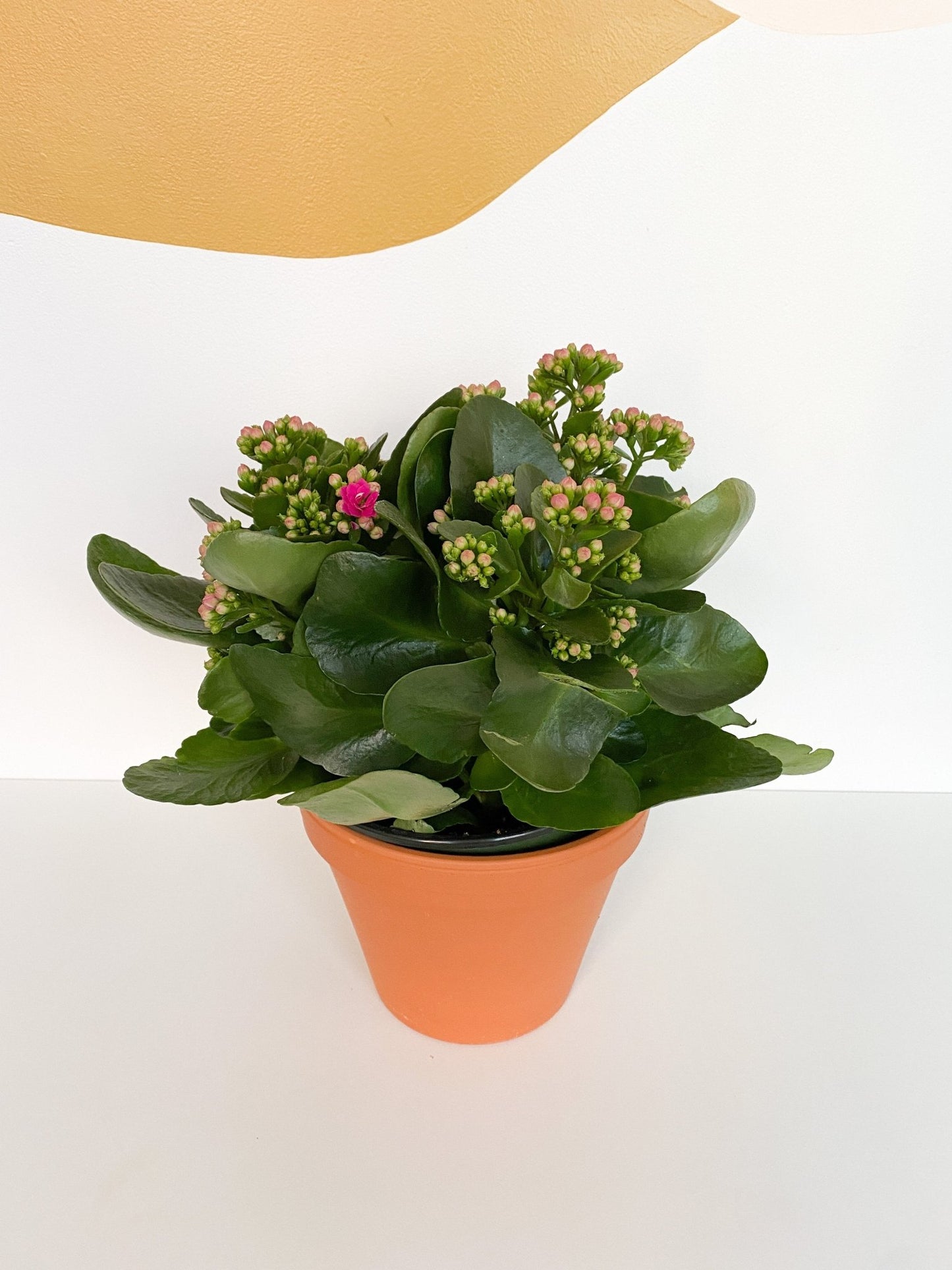 Camélia (Calandiva) - Alma Plantes