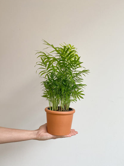 Camille (Palmier) - Alma Plantes