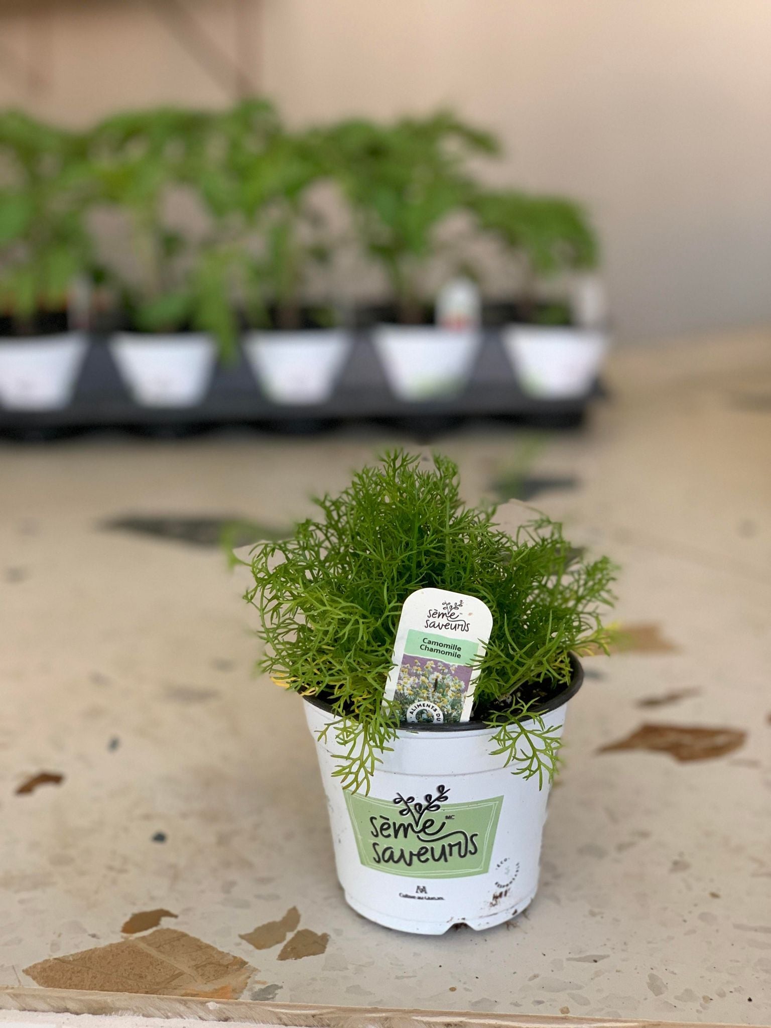 Camomille - Alma Plantes