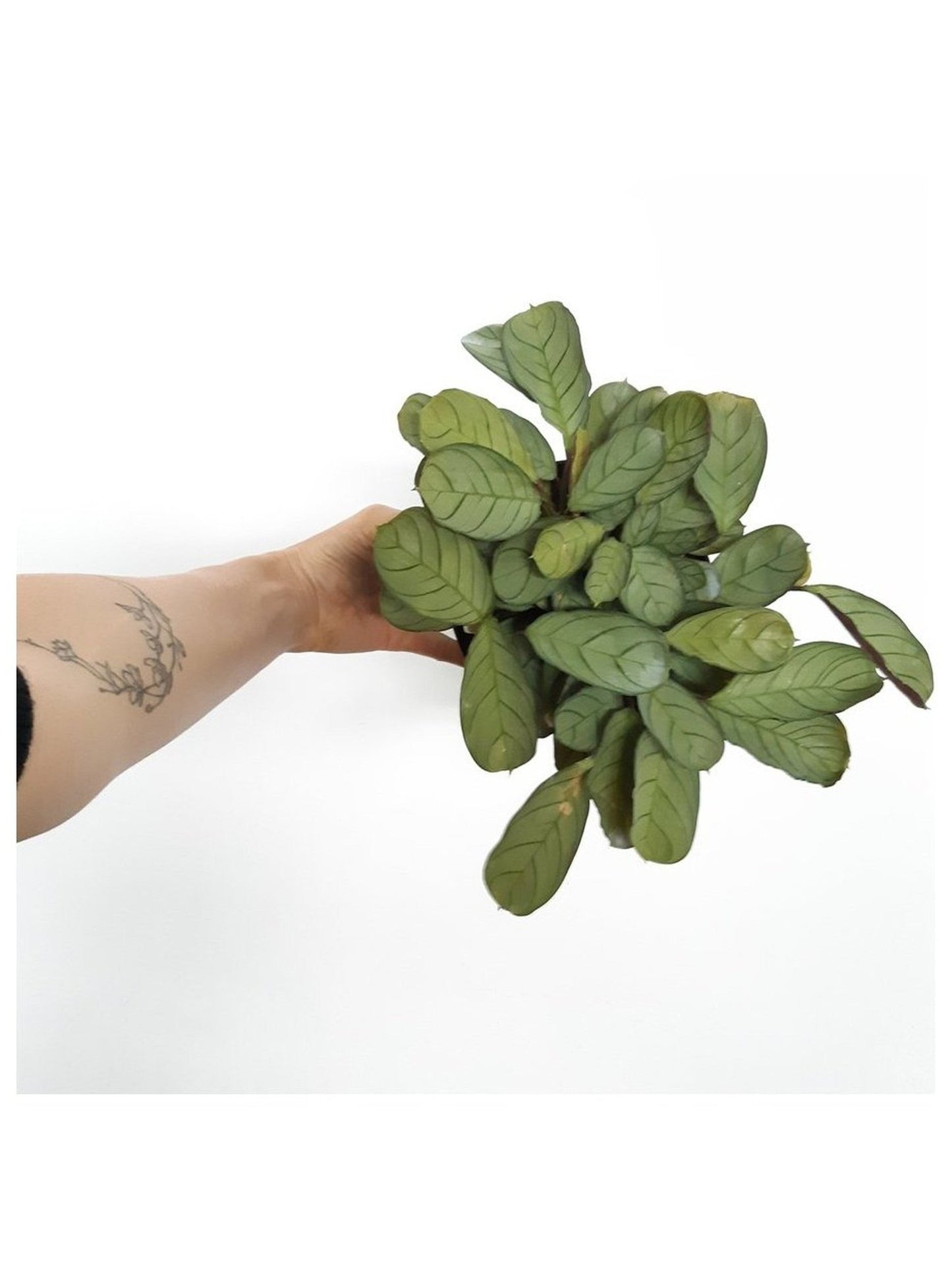 Candice (Ctenanthe) - Alma Plantes