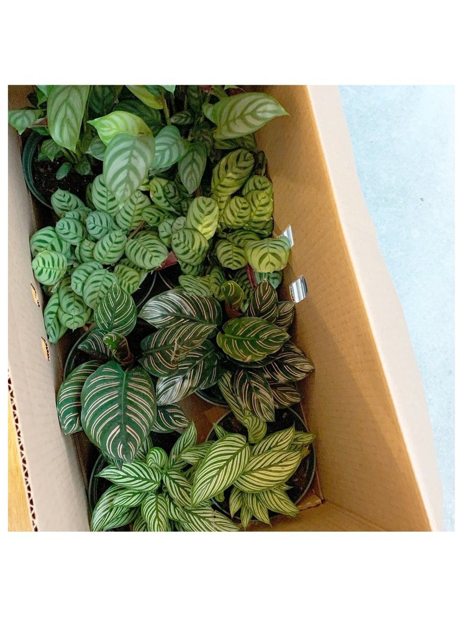 Candice (Ctenanthe) - Alma Plantes