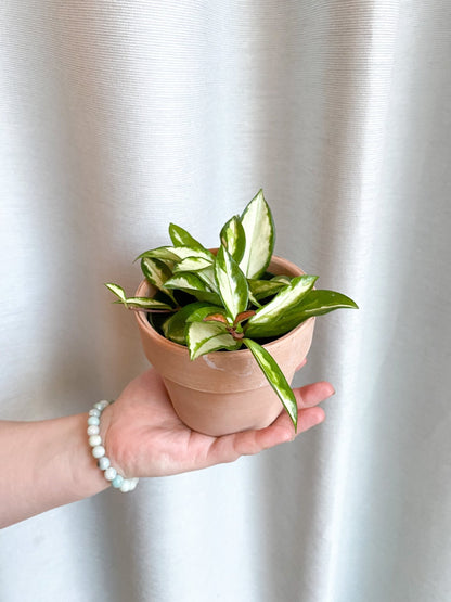 Carla (Hoya) - Alma Plantes