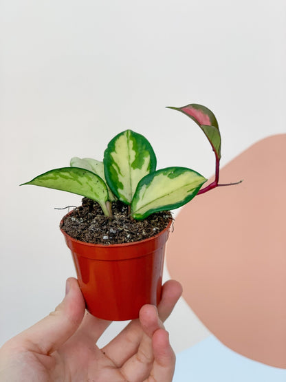 Carla (Hoya) - Alma Plantes