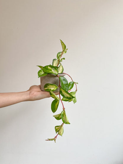 Carla (Hoya) - Alma Plantes