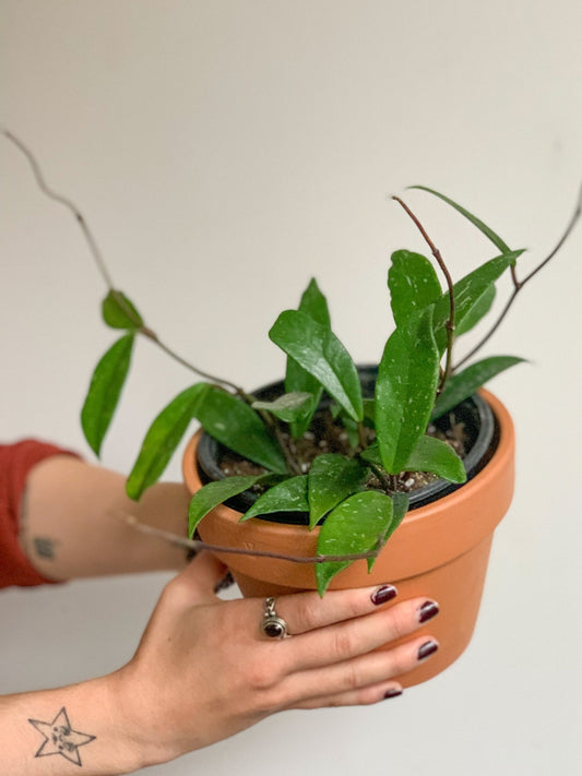 Carlito (Hoya) - Alma Plantes