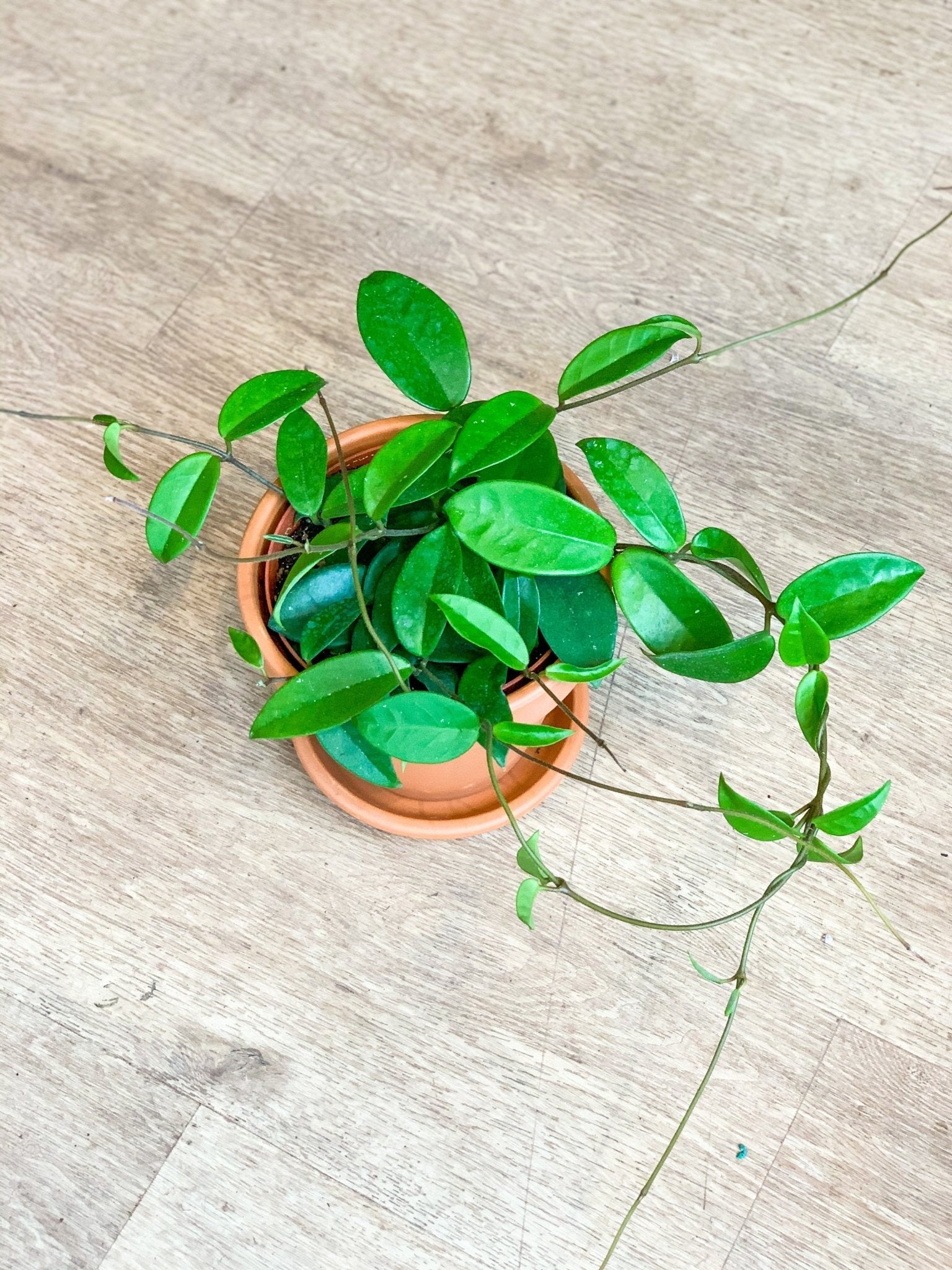 Carlos (Hoya) - Alma Plantes