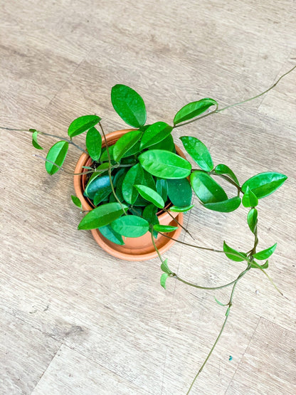 Carlos (Hoya) - Alma Plantes