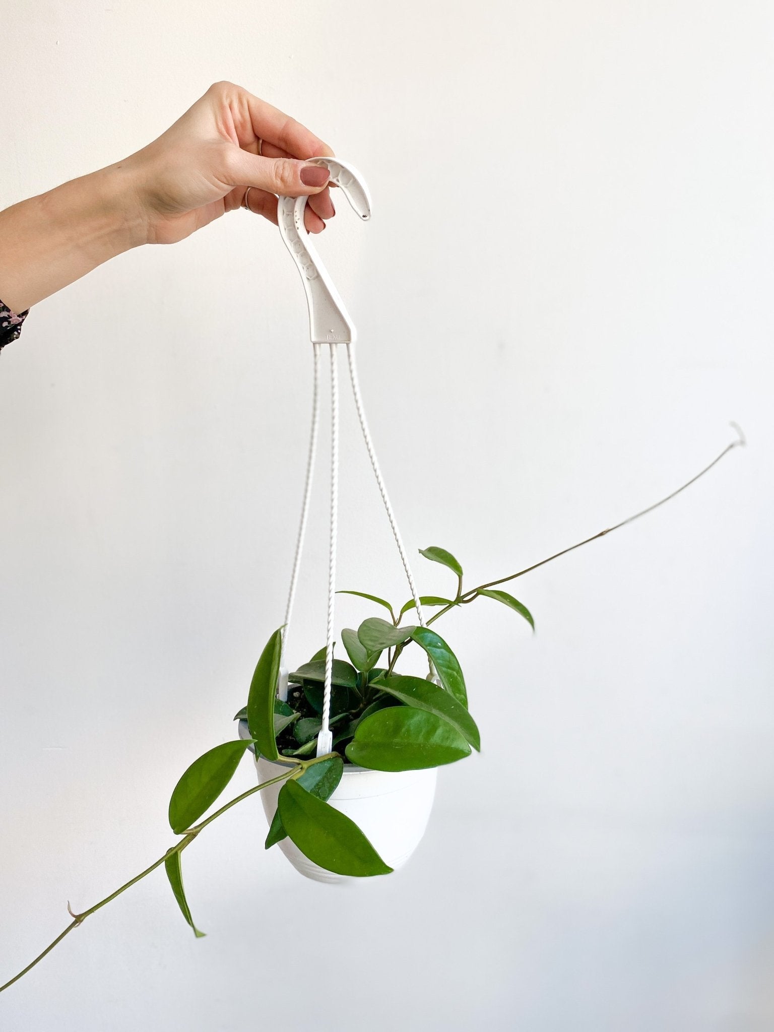 Carlos (Hoya) - Alma Plantes