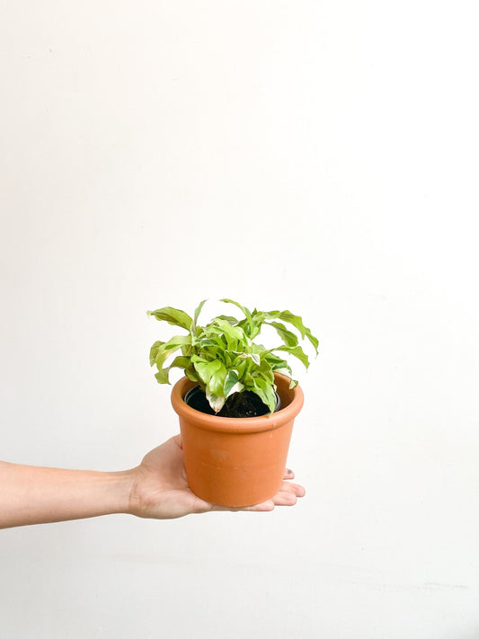 Carmelo (Calathea) - Alma Plantes