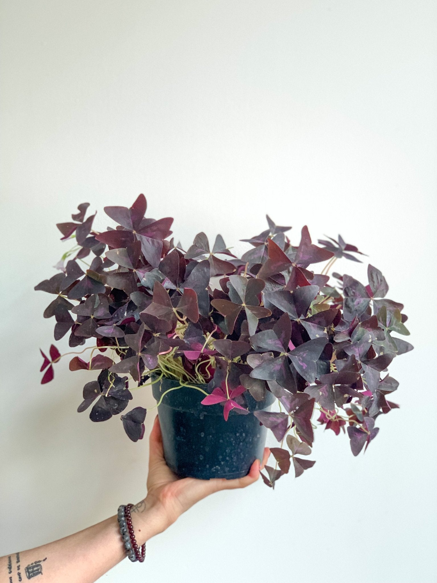 Carole (Oxalis) - Alma Plantes