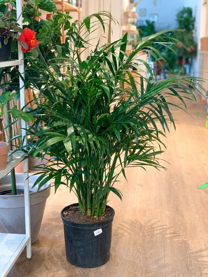 Cathy (Palmier) - Alma Plantes