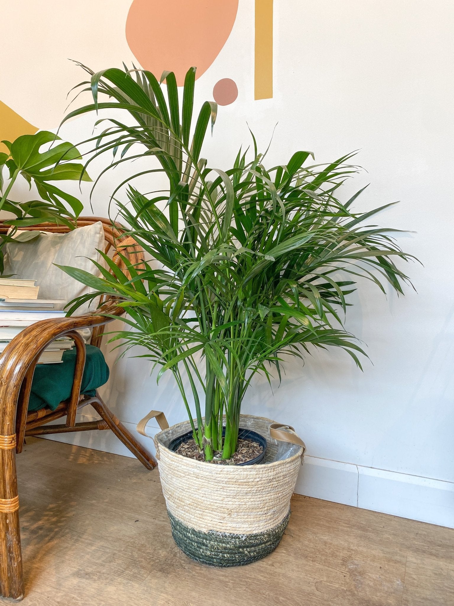 Cathy (Palmier) - Alma Plantes