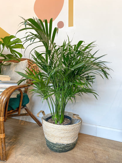 Cathy (Palmier) - Alma Plantes