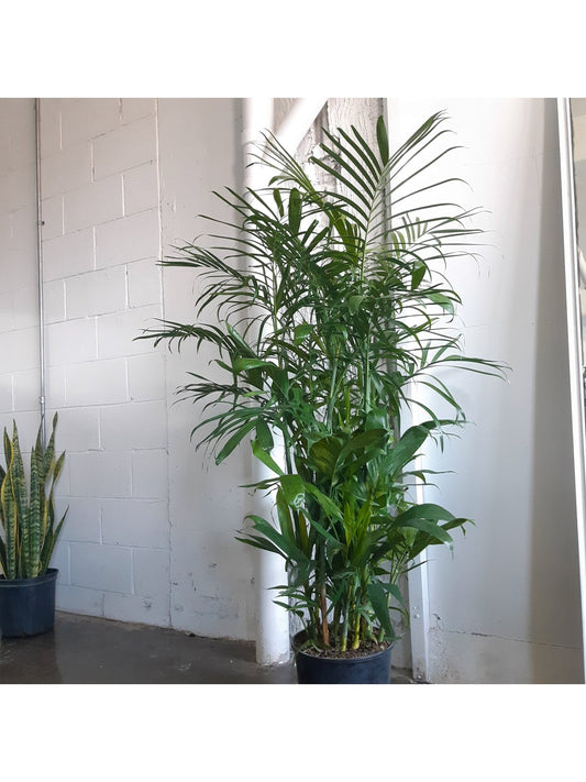 Chandler (Palmier) - Alma Plantes