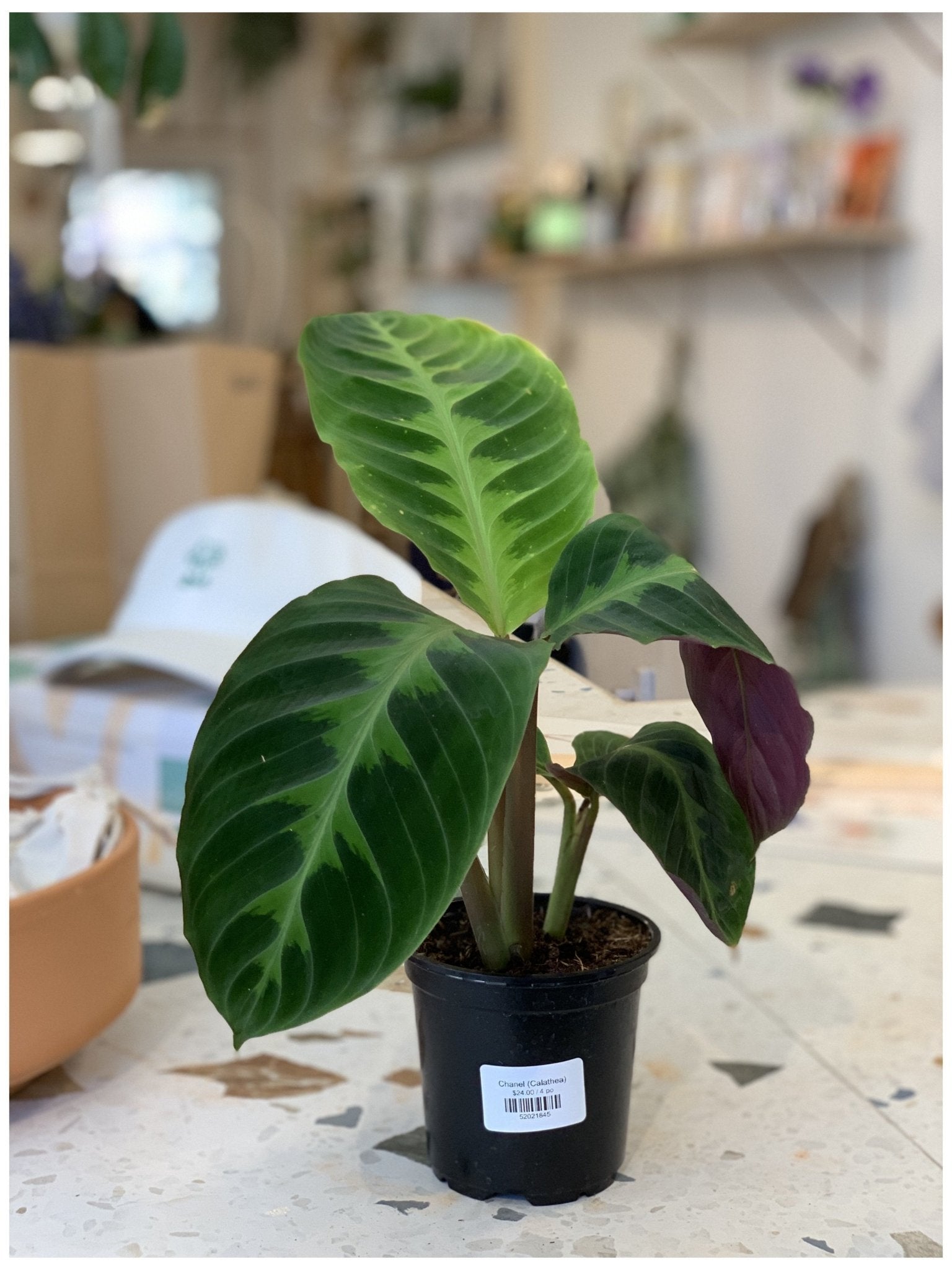 Chanel (Calathea) - Alma Plantes