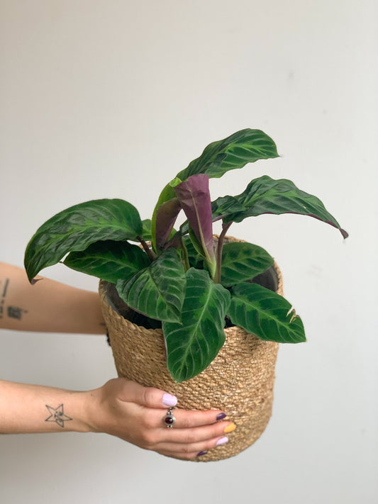 Chanel (Calathea) - Alma Plantes