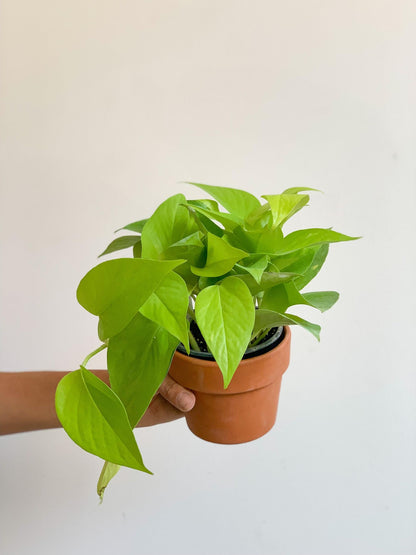 Charles (Pothos) - Alma Plantes