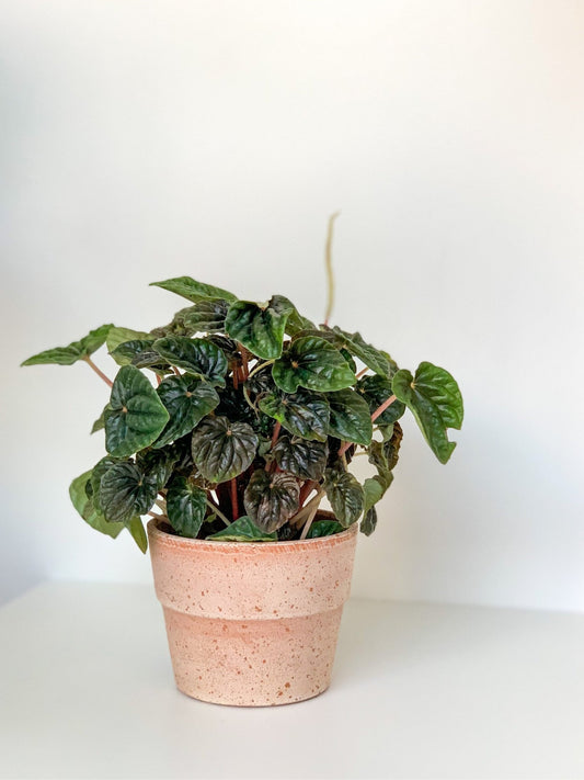 Charlotte (Peperomia) - Alma Plantes